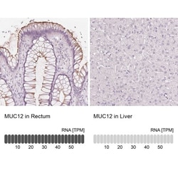 MUC12 Antibody, Novus Biologicals 25 &mu;L | Buy Online | Novus Biologicals | Fisher Scientific